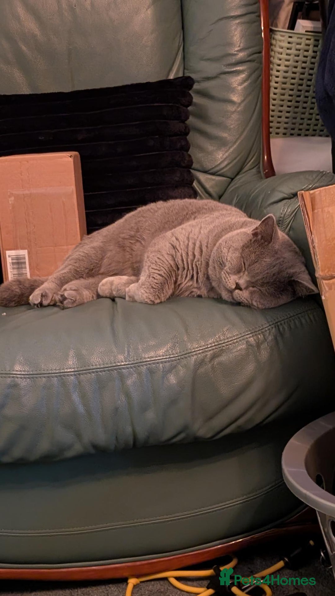 British Shorthair cats for sale: Beautiful British Blue Shorthair Male – 1 Yr Old - Advert 2