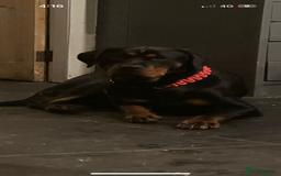 Rottweiler dogs for sale: Kc reg Rottweiler puppies. Ready 17 dec - Image 3