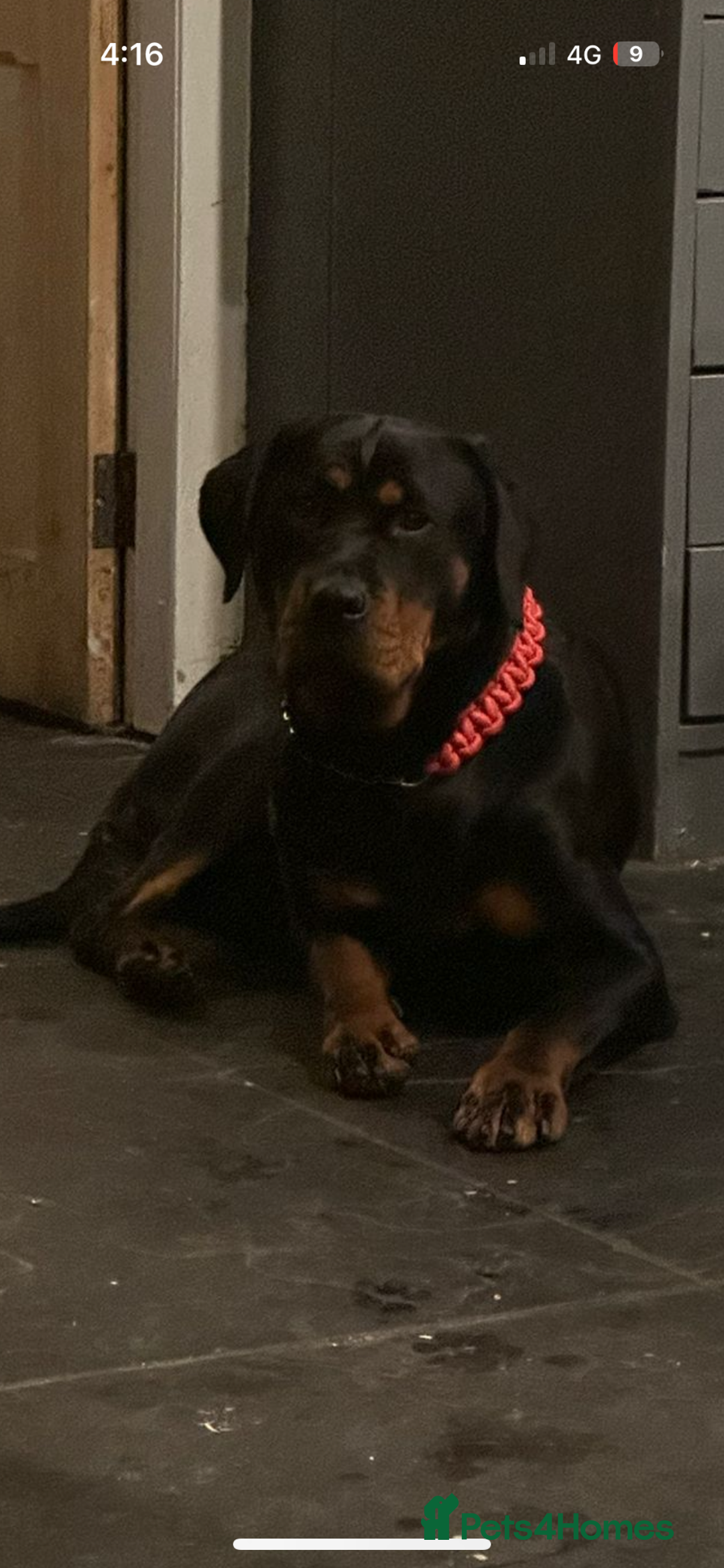 Rottweiler dogs for sale: Kc reg Rottweiler puppies. Ready 17 dec - Image 3