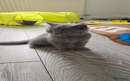 British Shorthair cats for sale: British Blue Shorthair - Image 5