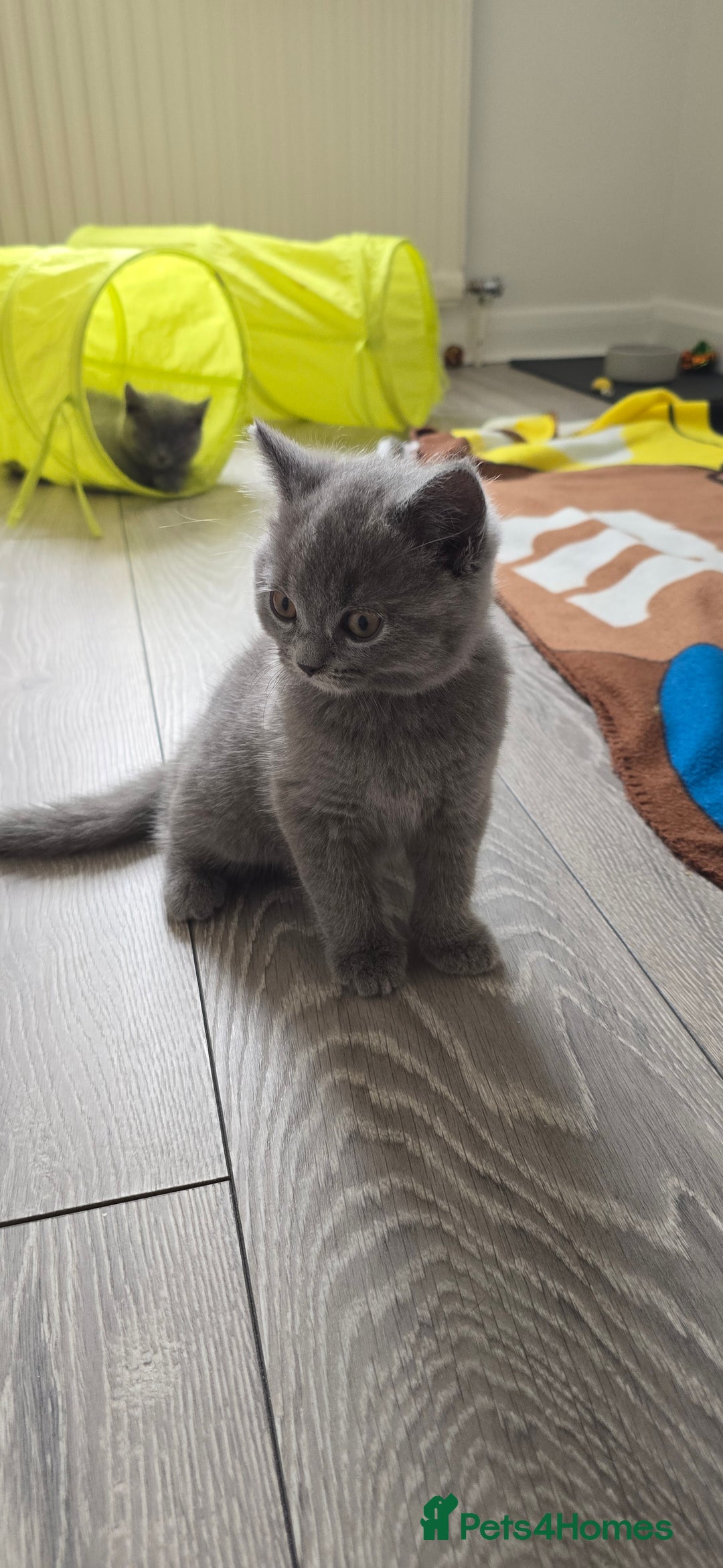 British Shorthair cats for sale: British Blue Shorthair - Image 5