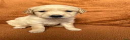 Golden Retriever dogs for sale: Kennel Club Registered Golden Retriever Puppies  - Advert 8