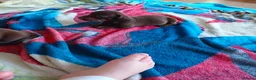 Dachshund dogs for sale: dachsands - Advert 5