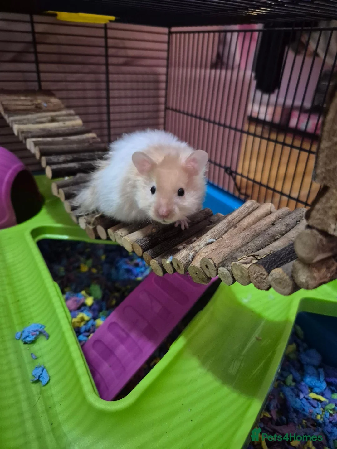 Hamster rodents for sale: Young hampster with cage, food and accessories  in Golspie - Advert 1