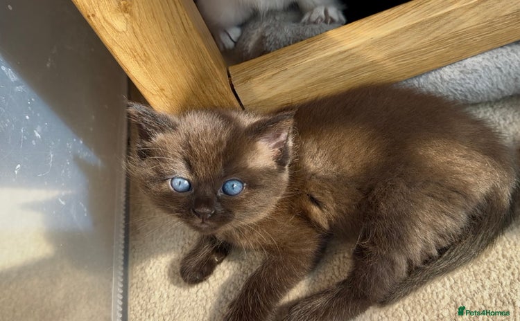 Ragdoll cats - Advert 1