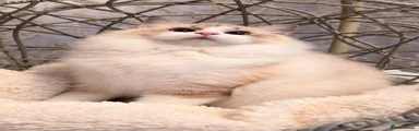Ragdoll 1