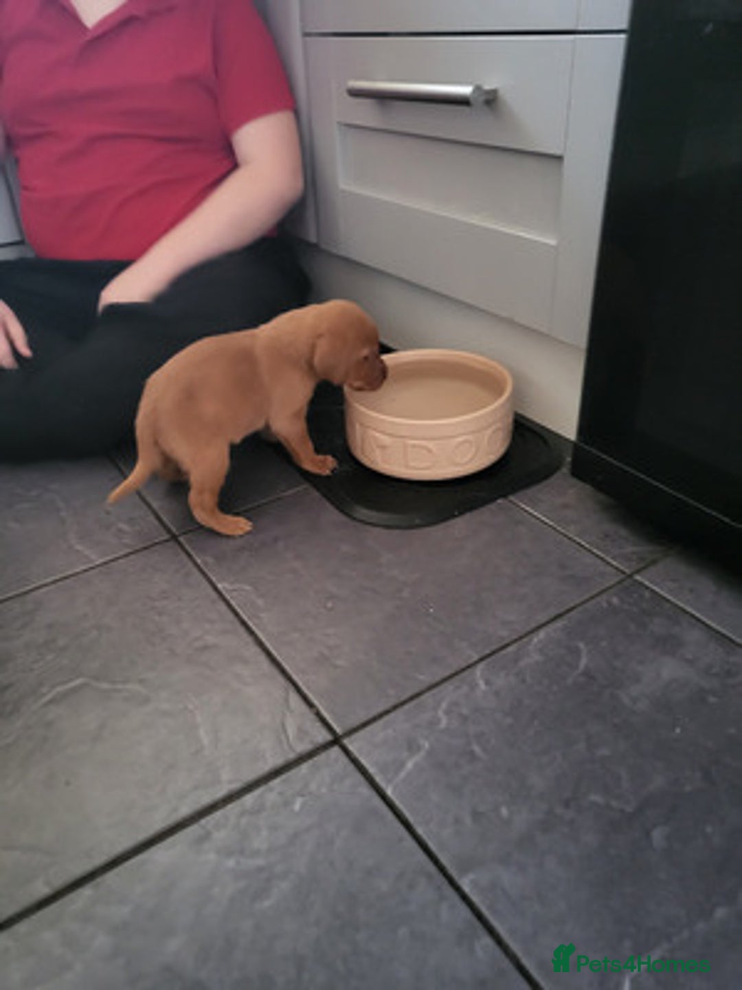 Labrador Retriever dogs for sale: Trainable Labrador Retrievers. - Image 3