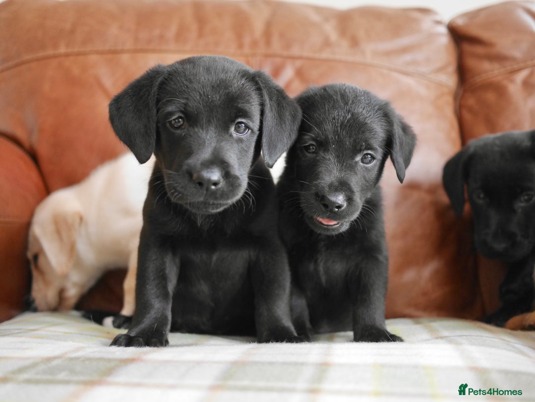 Labrador Retriever dogs for sale: Stunning Health Tested Labrador Puppies - Image 5