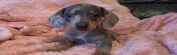 Miniature Dachshund dogs for sale: Beautiful miniature dachshund puppies  - Advert 19
