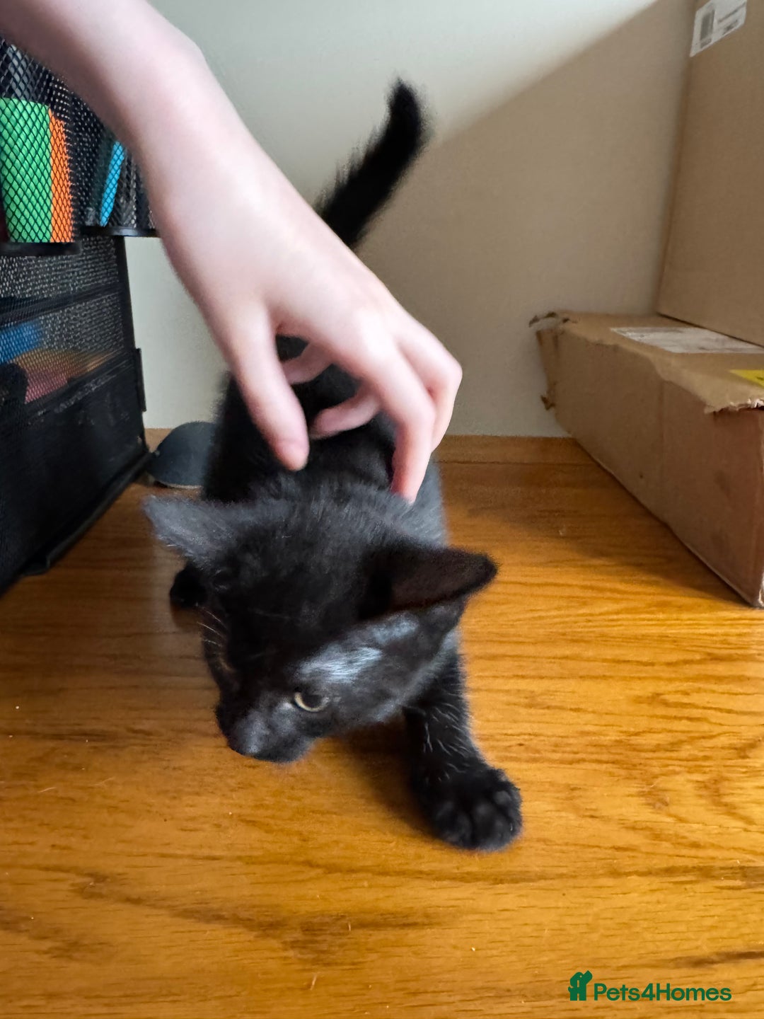 Mixed Breed cats for sale: Mixed kittens  - Image 7