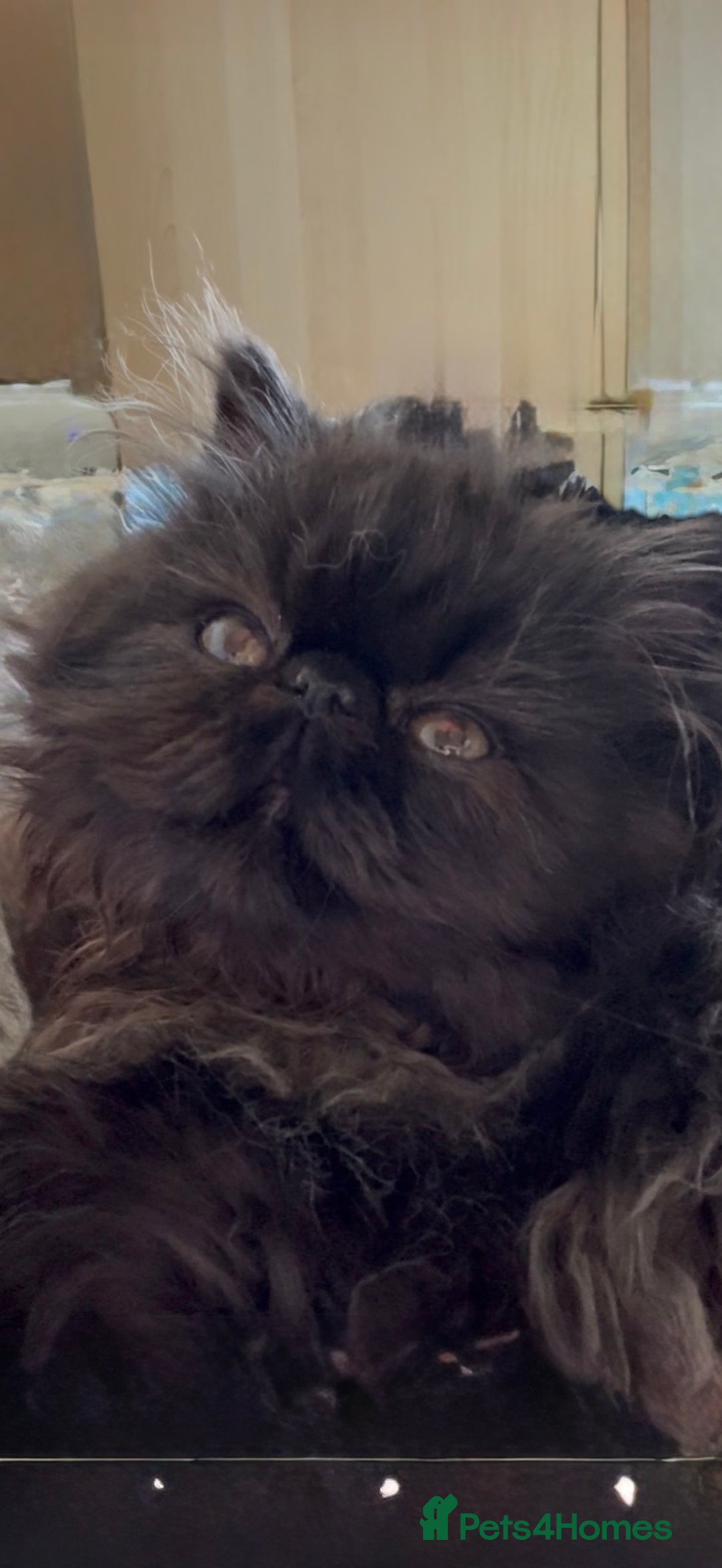 Persian cats for sale: 1 girl left REDUCED GCCF  PERSIANS  - Advert 8