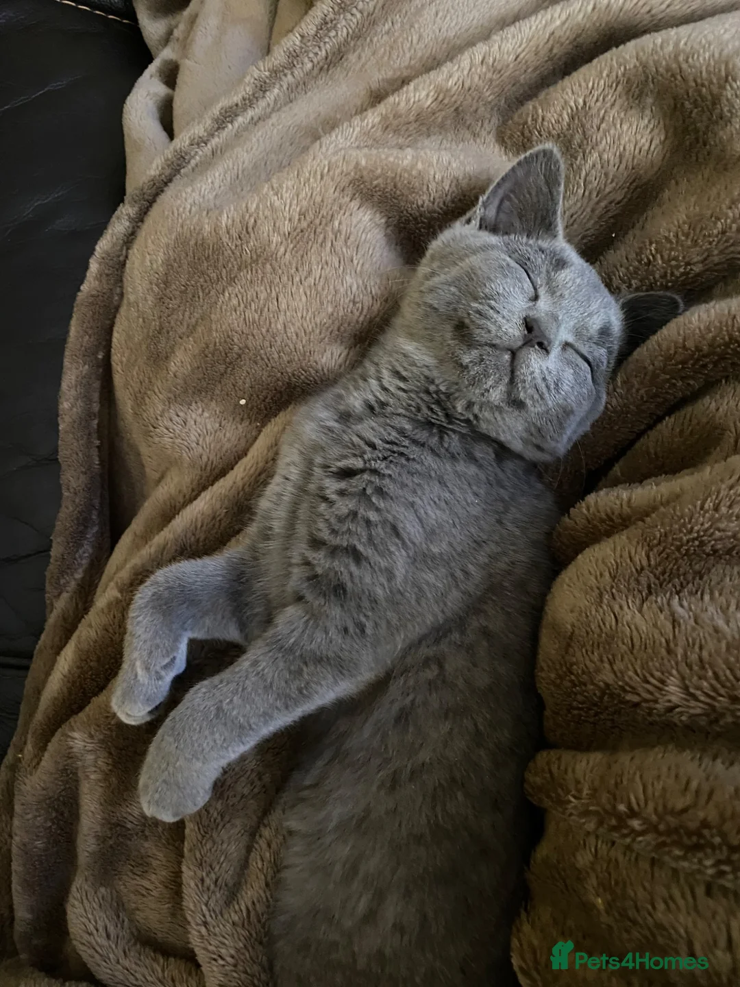 British Shorthair cats for sale: Beautiful British Shorthair kitten READY NOW! - Advert 1