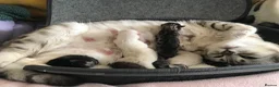 Bengal cats for sale: Beautiful Bengal kittens  in Chippenham - Advert 2