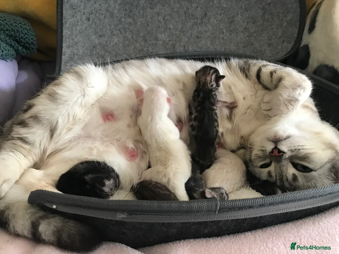 Bengal cats for sale: Beautiful Bengal kittens  in Chippenham - Advert 2