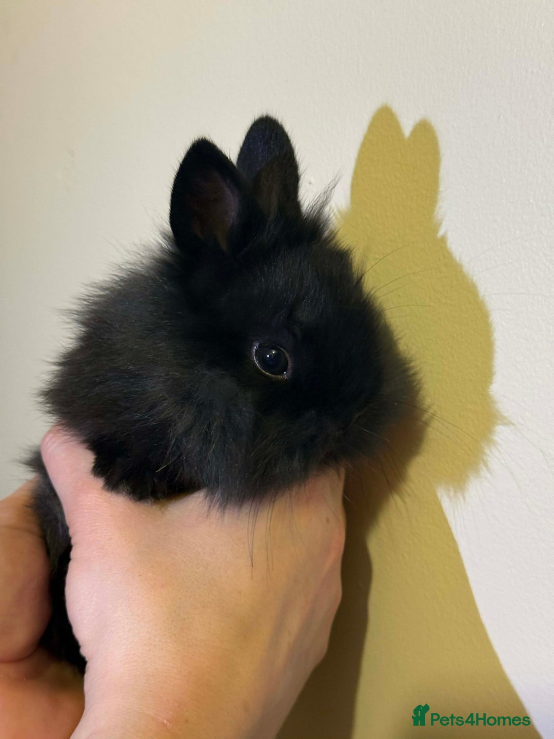 Lionhead rabbits for sale: Male lionhead  - Advert 1