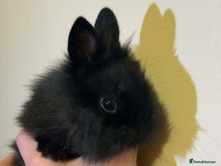 Lionhead rabbits Male lionhead - Advert 1