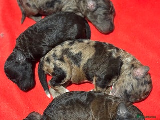 Miniature Poodle dogs Beautiful health tested miniature poodles - Advert 8