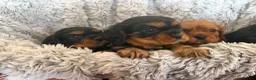 Cavalier King Charles Spaniel dogs for sale: KC Beautiful Health Tested Babies - Advert 4