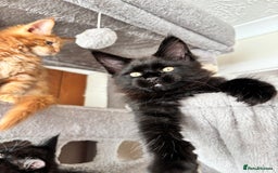 Maine Coon cats for sale: Maine coon - Image 4