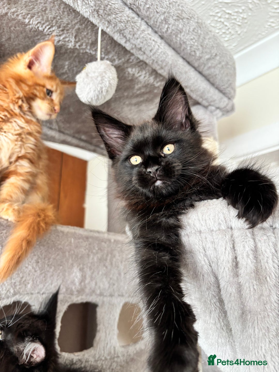 Maine Coon cats for sale: Maine coon - Image 4