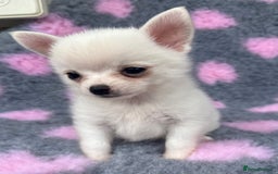 Pomchi dogs for sale: Super TINY white chihuahua x Korean Pom READY NOW - Image 3