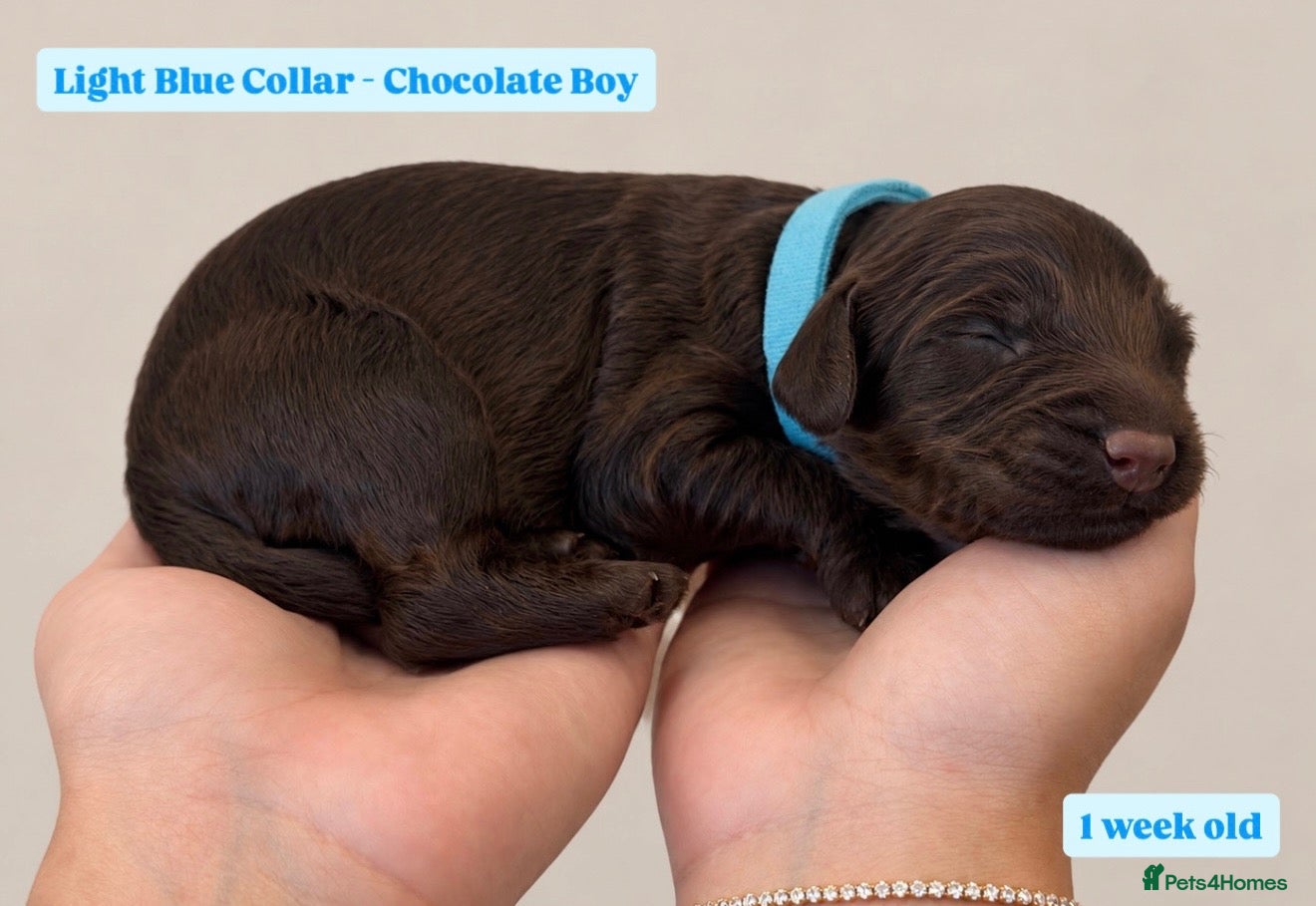 Cockapoo dogs Extensively DNA Tested Cockapoo Puppies 🧬 - Advert 2