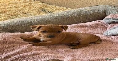 Jack Russell dogs - Advert 13