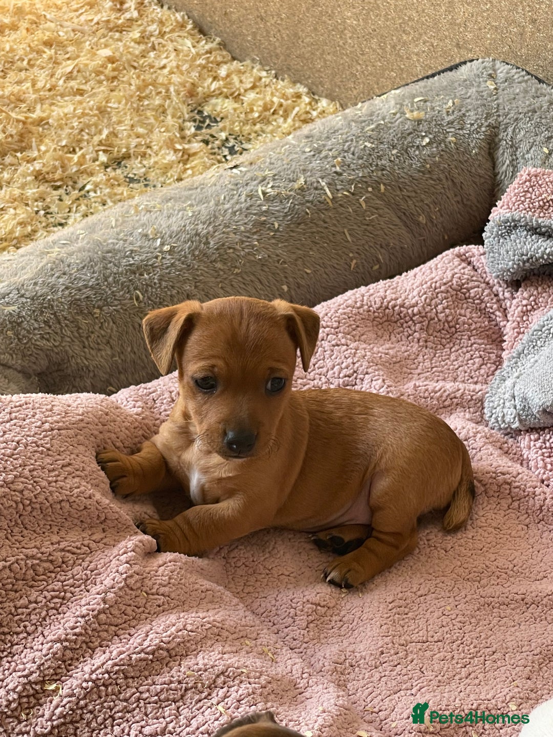 Jack Russell dogs for sale: 5 beautiful Jack Russell puppies for sale  - Image 2