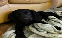 Cocker Spaniel dogs for sale: Gorgeous KC Working Cocker Spaniel Puppy Available - Image 4