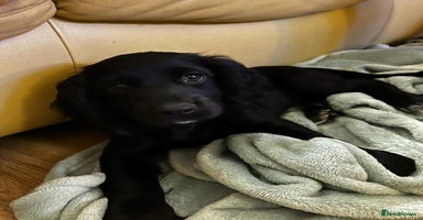 Cocker Spaniel dogs - Advert 12