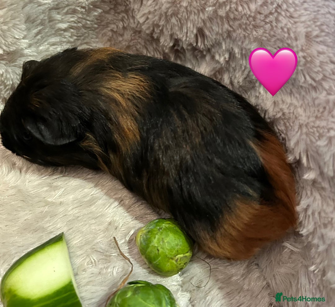 Guinea Pig rodents for sale: GORGEOUS BABY GUINEA PIGS - Advert 25