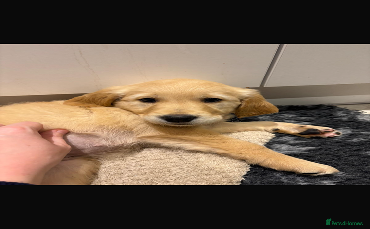 Golden Retriever dogs - Advert 4