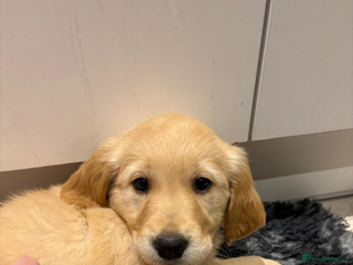 Golden Retriever dogs KC Registered Golden Retriever puppy - Advert 8