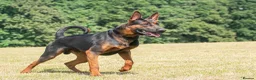 Chinese Red Dog dogs for stud: Chinese red dog stud - Advert 3