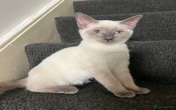 Ragdoll cats for sale: Adorable kitten for sale  - Image 8