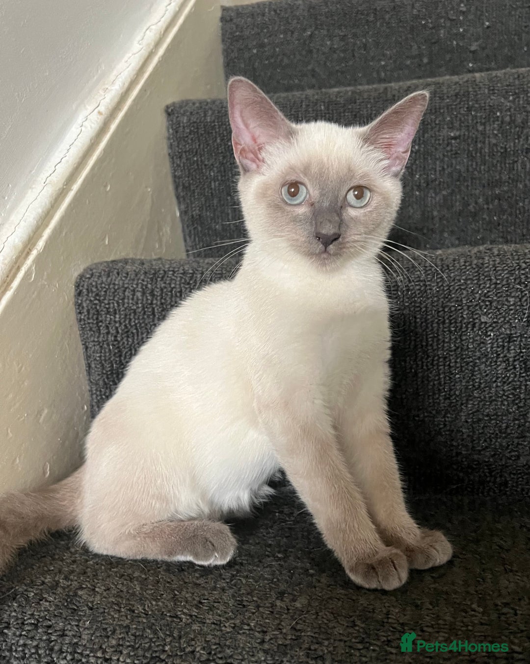 Ragdoll cats for sale: Adorable kitten for sale  - Image 8