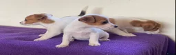 Jack Russell dogs for sale: Jack russell puppies - Advert 3