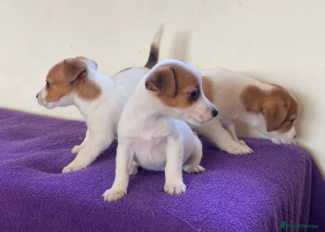 Jack Russell dogs for sale: Jack russell puppies - Advert 3