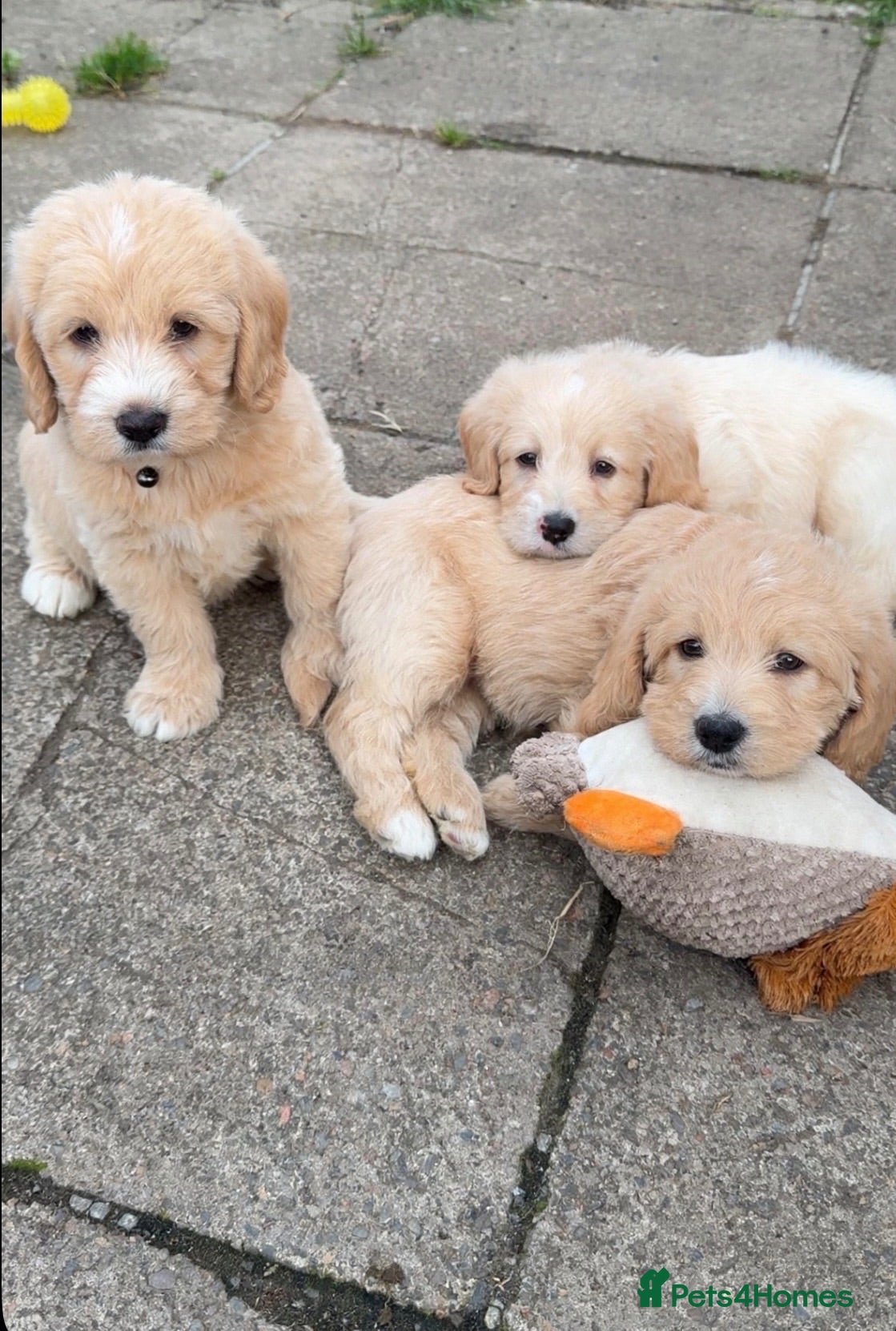 Labradoodle dogs F1 Minature labradoodles - Advert 1