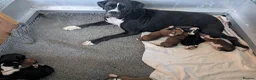 Boxer dogs for sale: Flashy litter of KC registered boxer puppies  - Advert 1