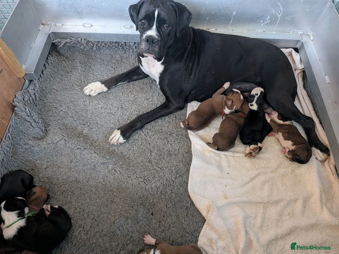 Boxer dogs for sale: Flashy litter of KC registered boxer puppies  - Advert 1
