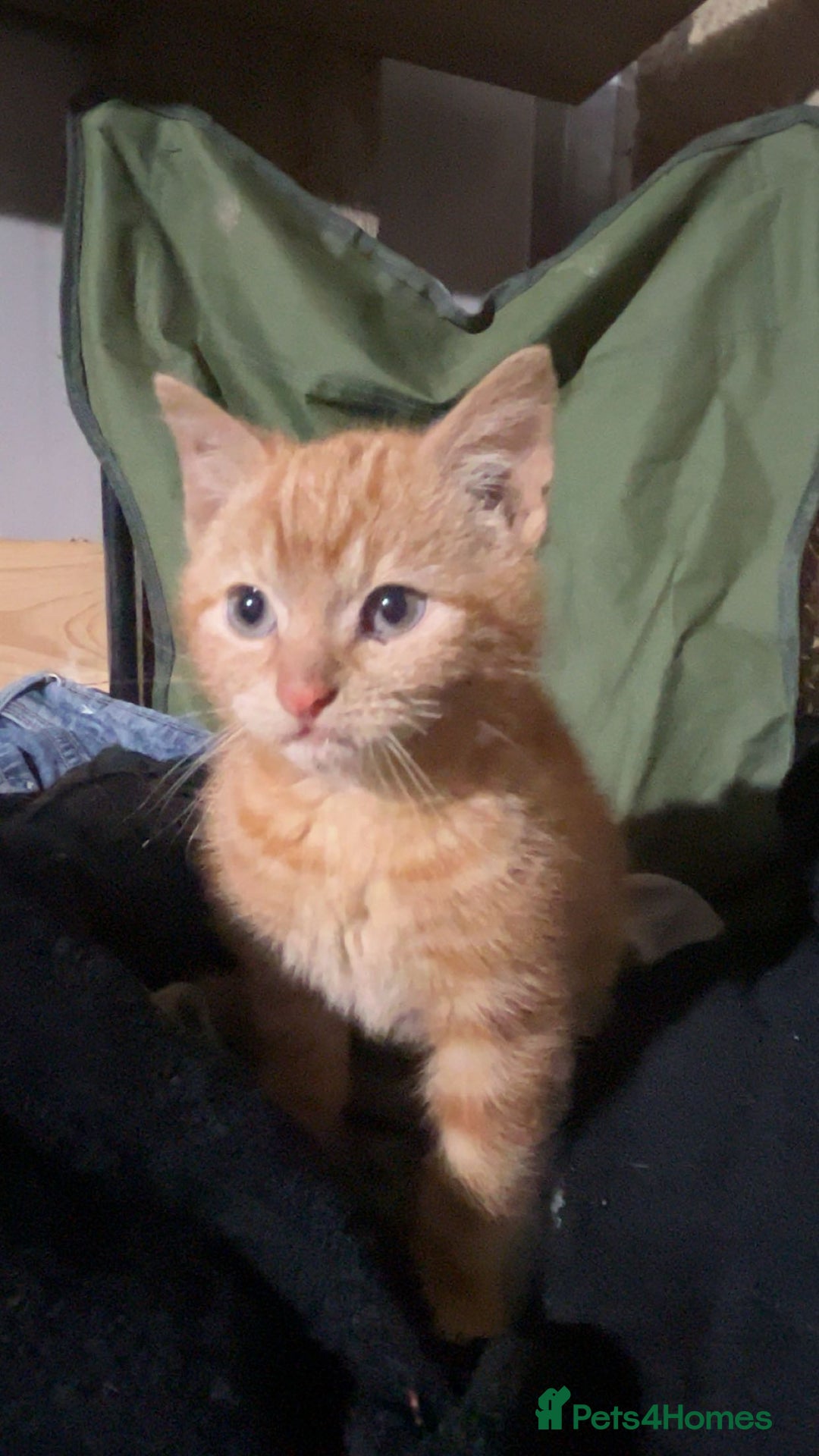 Mixed Breed cats for sale: Beautiful Kittens - Advert 4