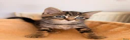 Mixed Breed cats for sale: Gorgeous Tabby Kittens - Advert 12