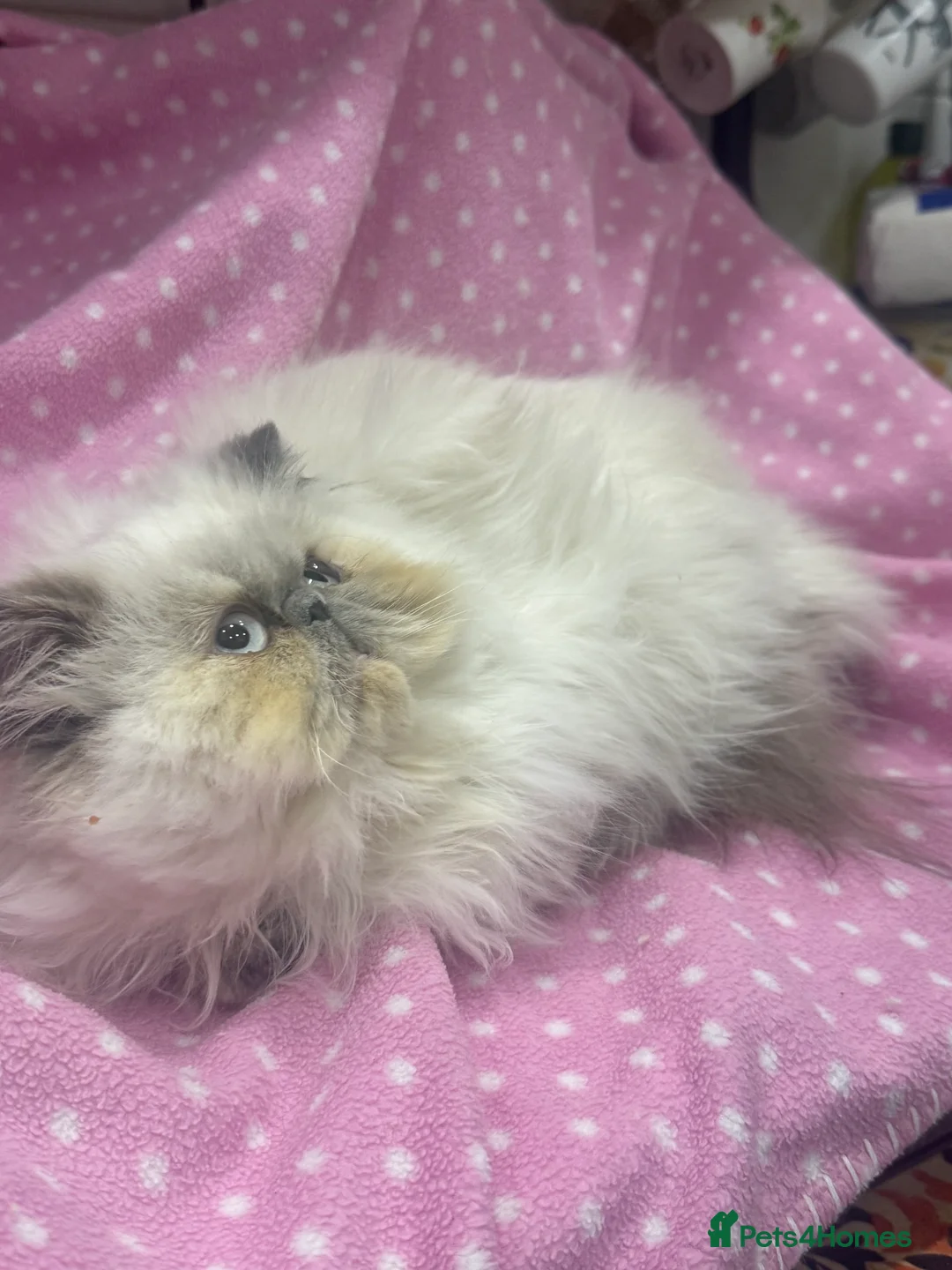 Persian cats for sale: 💕 Beautiful kitten 💕 - Advert 7