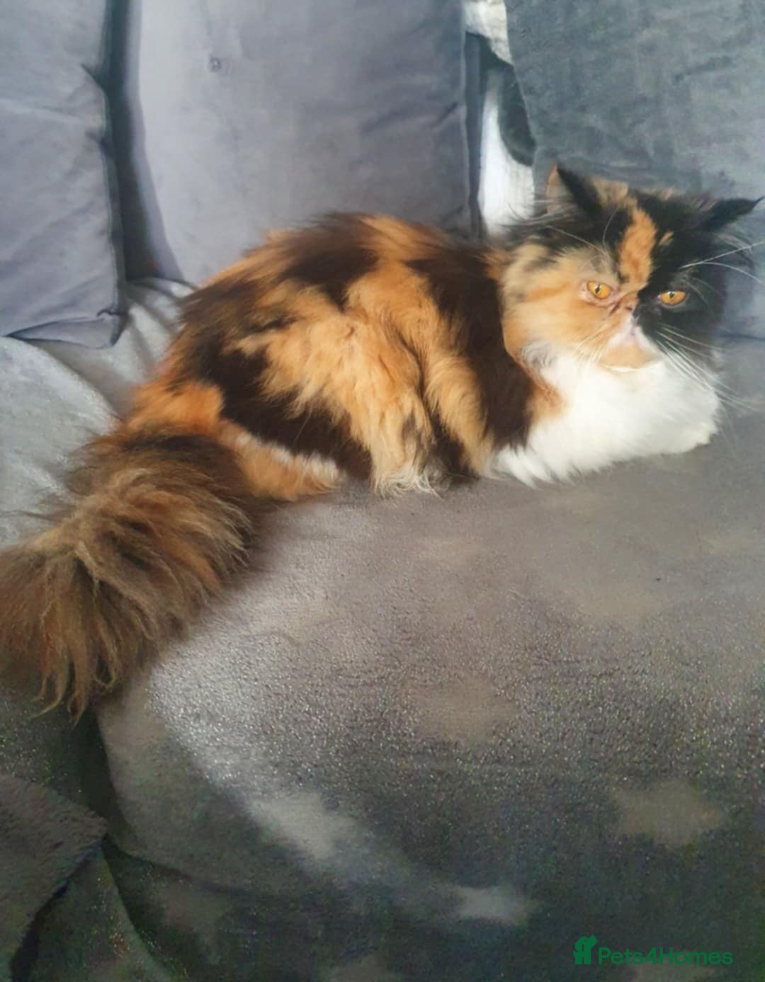 Persian cats for sale: Persian Kittens - Image 14