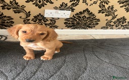 Cocker Spaniel dogs for sale: Cocker spaniel puppies ready to leave . - Image 6