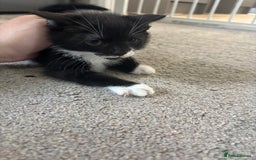 Mixed Breed cats for sale: Female kitten ready from Sunday  - Image 5