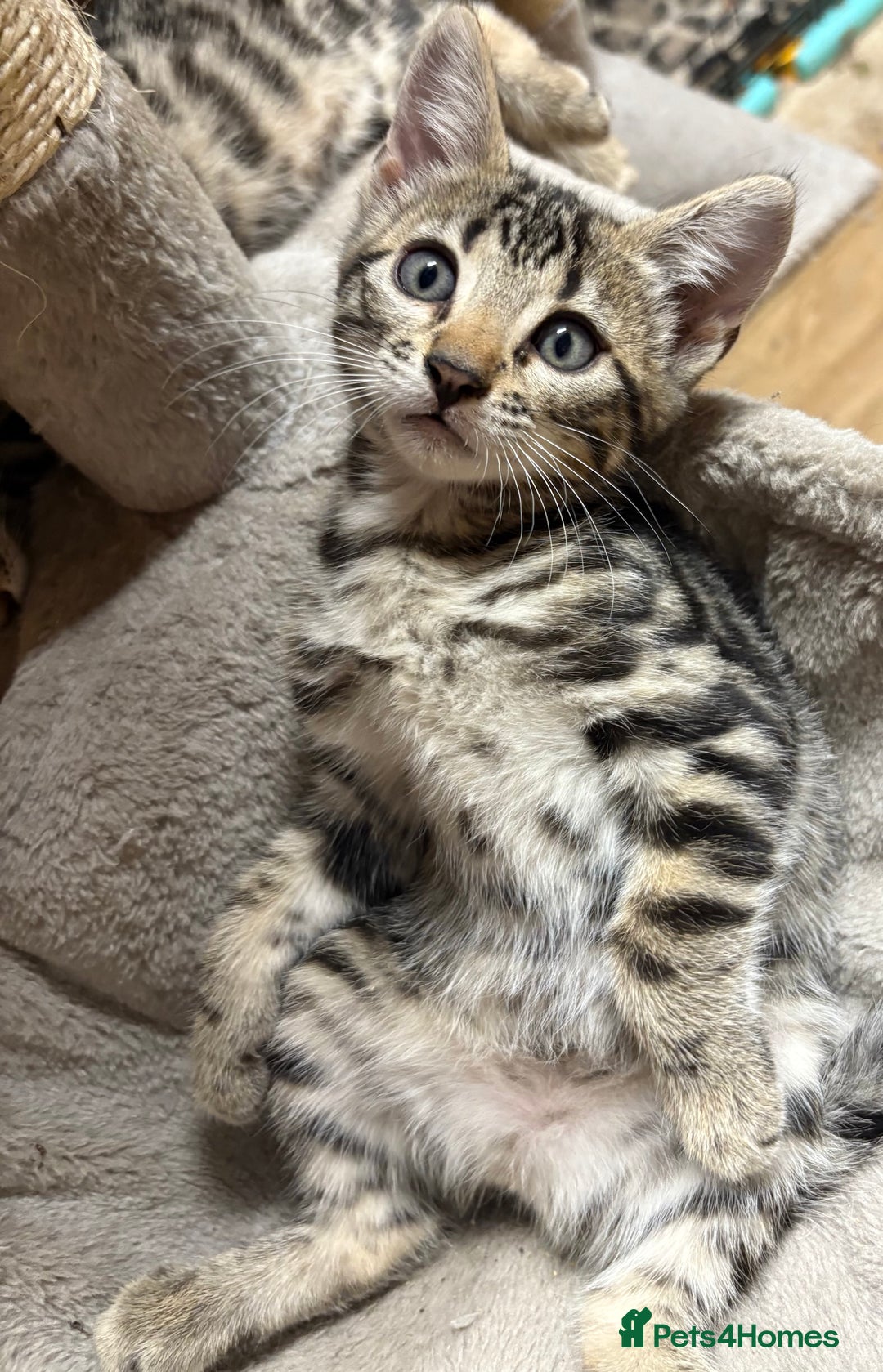 Bengal cats for sale: Stunning Bengal Kittens - Image 11