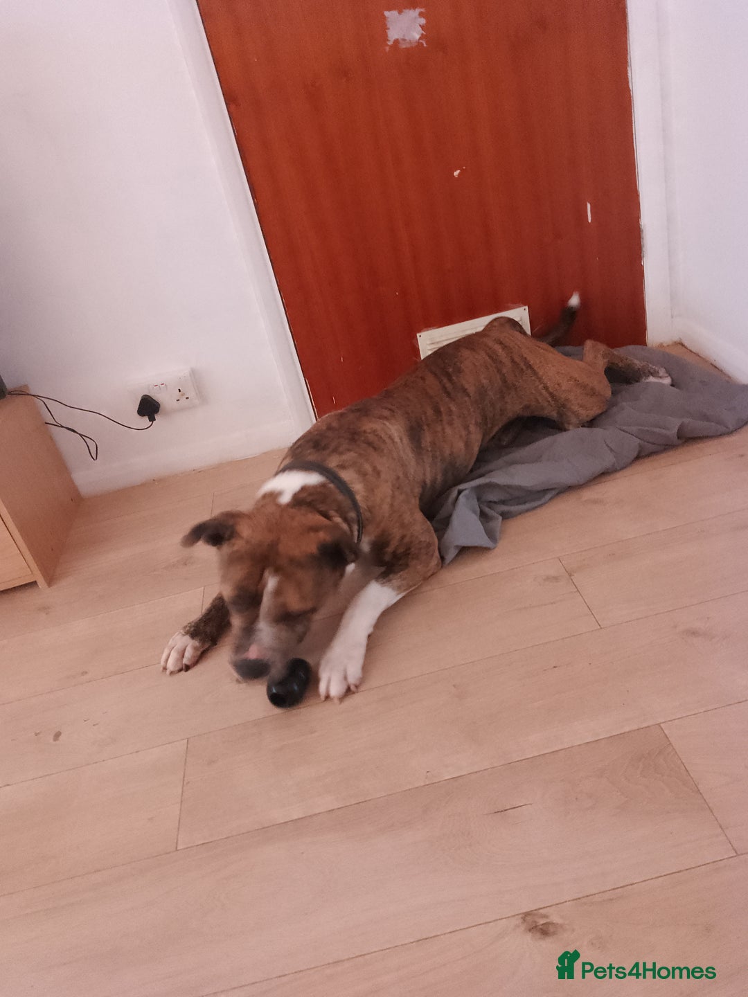 Mixed Breed dogs for sale: American bulldog 3 years old  - Image 2