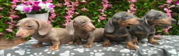 Miniature Dachshund dogs for sale: READY NOW FULLY VAX MINI 4 BOYS KC REG PRA CLEAR - Advert 4